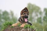 BERGER ALLEMAND 1439